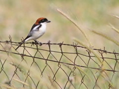 Rödhuvad törnskata (Lanius senator, Woodchat Shrike). Lesvos.