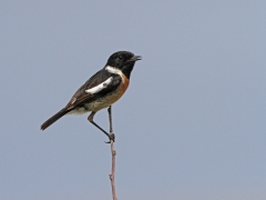 Svarhakad buskskvätta (Saxicola torquatus, Common Stonechat). Lesvos.