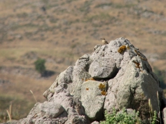 Isabellastenskvätta (Oenanthe isabellina, Isabelline Wheatear). Lesvos.