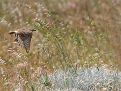 Isabellastenskvätta (Oenanthe isabellina, Isabelline Wheatear). Lesvos.