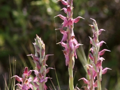 Anacamptis sancta. Lesvos.