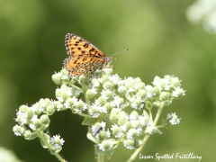 Lesser Spotted Fritillary (Melitaea trivia). Lesvos.