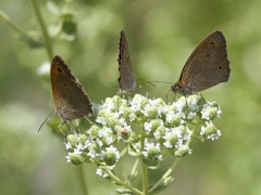 Meadow Brown (Maniola telmessia). Lesvos.