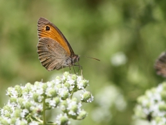 Meadow Brown (Maniola telmessia). Lesvos.