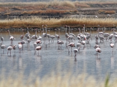 Större flamingo, (Phoenicopterus roseus, Greater Flamingo) Kalloni. Lesvos.