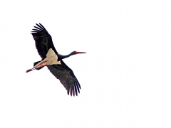 Svart stork (Ciconia nigra, Black Stork) Kalloni. Lesvos.