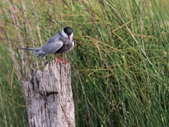 Skäggtärna (Chlidonias hybrida, Whiskered Tern)  Kalloni. Lesvos.