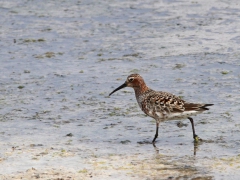 Spovsnäppa ( Calidrius ferruginea, Curlew Sandpiper)  Kalloni. Lesvos.