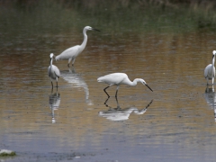 Silkeshäger( Egretta garzetta, Little Egret Kalloni). Lesvos.