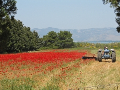 Achladeri. Lesvos.