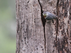 Krüpers nötväcka (Sitta krueperi, Krüper's Nuthatch) Achladeri. Lesvos.