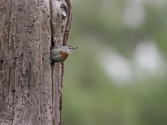 Krüpers nötväcka (Sitta krueperi, Krüper's Nuthatch) Achladeri. Lesvos.