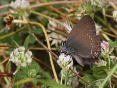 Krattsnabbvinge (Satyriumi ilicis, Ilex Hairstreak)  Achladeri.  Lesvos.