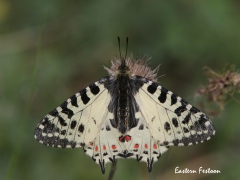 Eastern Festoon  (Zerynthia cerisy).  Lesvos.