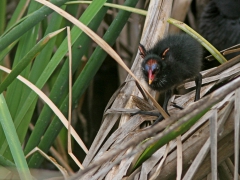 Rörhöna (Gallinula chloropus, Common Moorhen) Metochi Lake.  Lesvos.