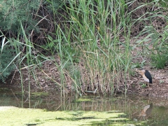 Dvärgrördrom (Ixobrychus minutus, Little Bittern) Metochi Lake.  Lesvos.