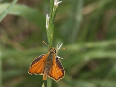 Större tåtelsmygare (Thymelicus sylvestris,  Small Skipper)Potamia reservoir.  Lesvos.