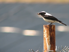 Medelhavsstenskvätta (Oenanthe melanoleuca, Black-eared Wheatear) Potamia reservoir.  Lesvos.