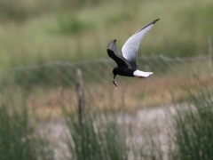 Vitvingad tärna (Chlidonias leucopterus, White-winged Tern) Kalloni.  Lesvos.