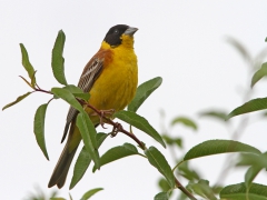 Svarthuvad sparv (Emberiza melanocephala, Black-headed Bunting).  Lesvos.