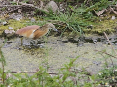 Rallhäger (Ardeola ralloides, Squacco Heron).  Lesvos.
