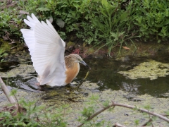 Rallhäger (Ardeola ralloides, Squacco Heron).  Lesvos.