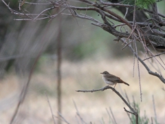 Trädnäktergal (Cercotrichas galactotes, Rufous Bush Robin).  Lesvos.