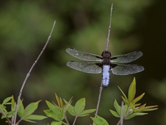 Bred trollslända (Libellula depressa).  Lesvos.