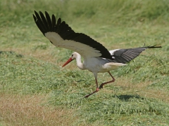 Vit stork (Cikonia ciconia, White Stork).  Lesvos.