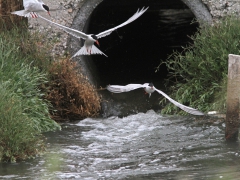 Fisktärna (Sterna hirundo, Common Tern) Kalloni. Lesvos.