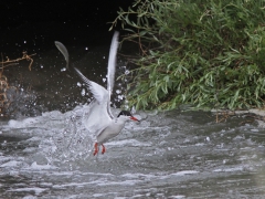 Fisktärna (Sterna hirundo, Common Tern) Kalloni. Lesvos.