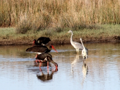 Svart stork (Ciconia nigra, Black stork)  Gråhäger (Ardea cinerea, Grey Heron). Lesvos.