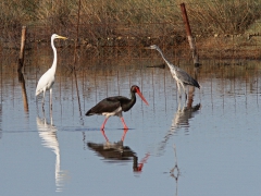 Ägretthäger (Casmerodius  albus, Great Egret), svart stork ( Ciconia nigra, Black Stork), gråhäger( Ardea cinerea, Grey Heron). Lesvos.