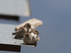 Klippsvala (Ptyonoprogne rupestris, Eur. Crag Martin)  Mt Olympos. Lesvos.