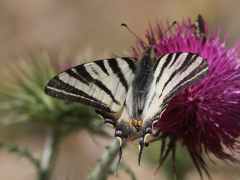 Segelfjäril (Iphiclides podalirius, Scarce Swallowtail) Mt Olympos. Lesvos.