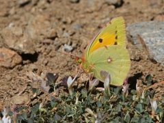 Rödgul höfjäril (Colias croceus, Clouded Yellow) Mt Olympos. Lesvos.