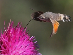 Större dagsvärmare (Macroglossum stellatarum) Mt Olympos. Lesvos.