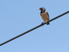 Rosenstare (Pasor roseus, Rose-coloured Starling). Lesvos.