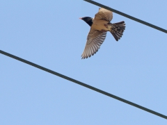 Rosenstare (Pasor roseus, Rose-coloured Starling). Lesvos.