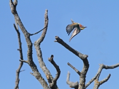 Biätare (Merops apiaster, Eur. Bee-eater). Lesvos.