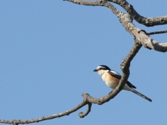 Masktörnskata (Lanius nubicus, Masked Shrike). Lesvos.