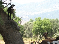 Kalloni. Lesvos.