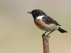 Svarthakad buskskvätta (Saxicola torquatus, Common Stonechat). Lesvos.