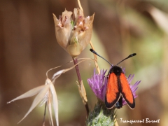 Timjambastardsvärmare (Zygaena purpuralis, Transparent Burnet (?)) Lesvos.