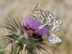 Balkan Marbled White (Melanargia larissa). Lesvos.