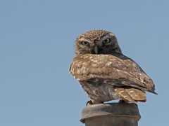 Minervauggla (Athene noctua, Little Owl). Lesvos.