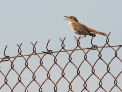 Trädnäktergal (Cercotrichas galactotes, Rufous Bush Robin).  Lesvos.