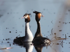 Skäggdopping par(Podiceps cristatus, Great Crested Grebe) S. Bergundasjön, Växjö, Sm.