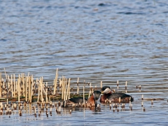 Gråhakedopping par(Podiceps grisegena, Red-necked Grebe) Adinals, Kristianstad, Sk.