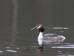 Skäggdopping (Podiceps cristatus, Great Crested Grebe) Sundet, Växjö,Sm.